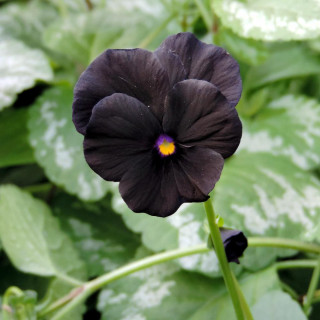 VIOLA 'Molly Sanderson' (Cornuta Group)