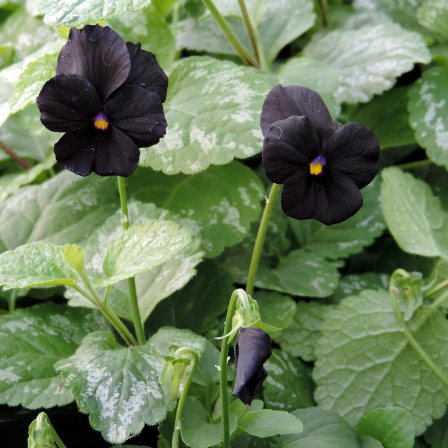 Plantes Vivaces VIOLA 'Molly Sanderson' (Cornuta Group) - Violette en vente - Violette à cornes en vente - Pépinière Lepage .