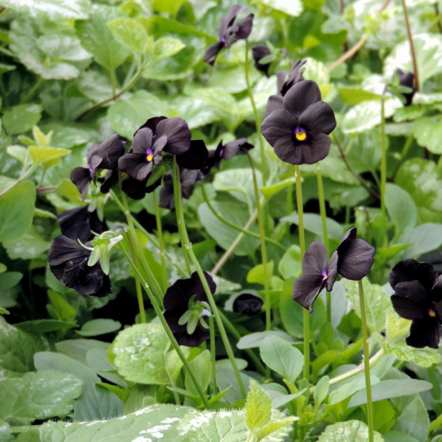 Plantes Vivaces VIOLA 'Molly Sanderson' (Cornuta Group) - Violette en vente - Violette à cornes en vente - Pépinière Lepage .