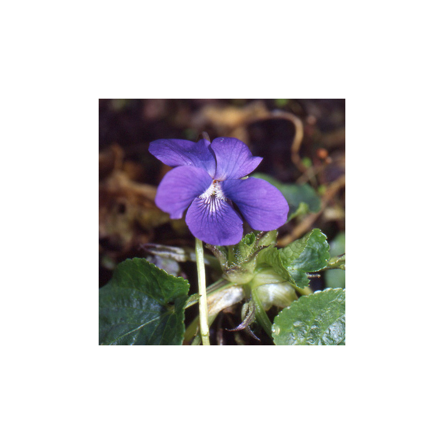 Plantes Vivaces VIOLA 'Mrs Pinehurst' - Violette en vente - Violette odorante en vente - Pépinière Lepage .
