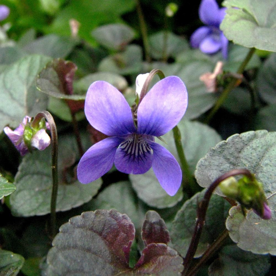 Plantes Vivaces VIOLA labradorica - Violette du Labrador en vente - Pépinière Lepage .