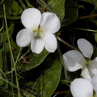 Plantes Vivaces VIOLA sororia 'Albiflora' - Violette en vente - Pépinière Lepage .
