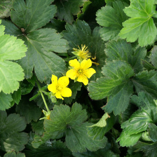 Plantes Vivaces WALDSTEINIA ternata en vente - Pépinière Lepage .