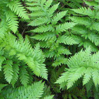 Plantes Vivaces WOODWARDIA fimbriata en vente - Pépinière Lepage .