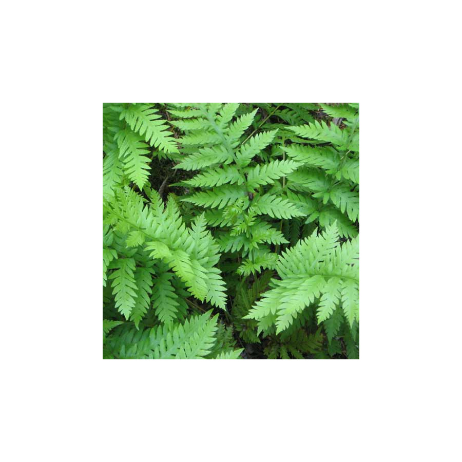 Plantes Vivaces WOODWARDIA fimbriata en vente - Pépinière Lepage .