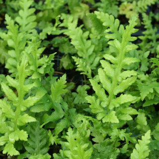 Plantes Vivaces WOODWARDIA fimbriata en vente - Pépinière Lepage .