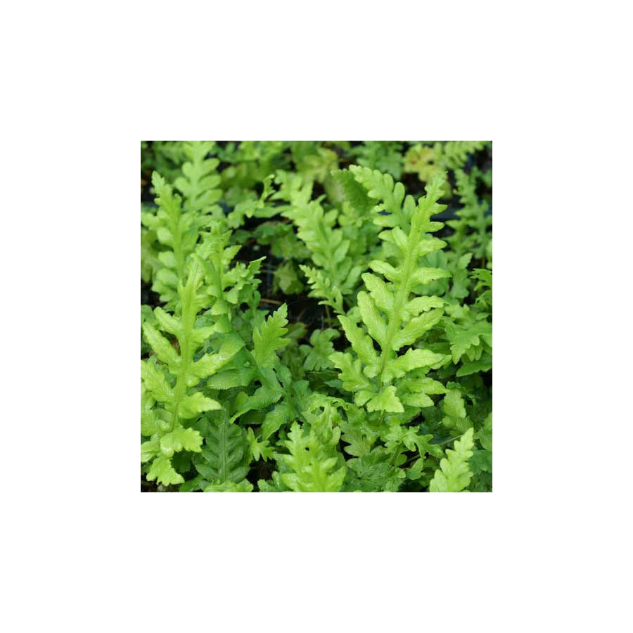 Plantes Vivaces WOODWARDIA fimbriata en vente - Pépinière Lepage .