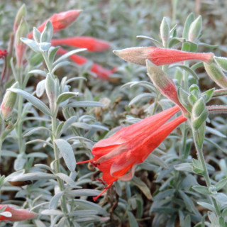 Plantes Vivaces ZAUSCHNERIA californica 'Western Hills' - Fuchsia de Californie en vente - Pépinière Lepage .