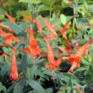 Plantes Vivaces ZAUSCHNERIA californica ssp. latifolia - Fuchsia de Californie en vente - Pépinière Lepage .