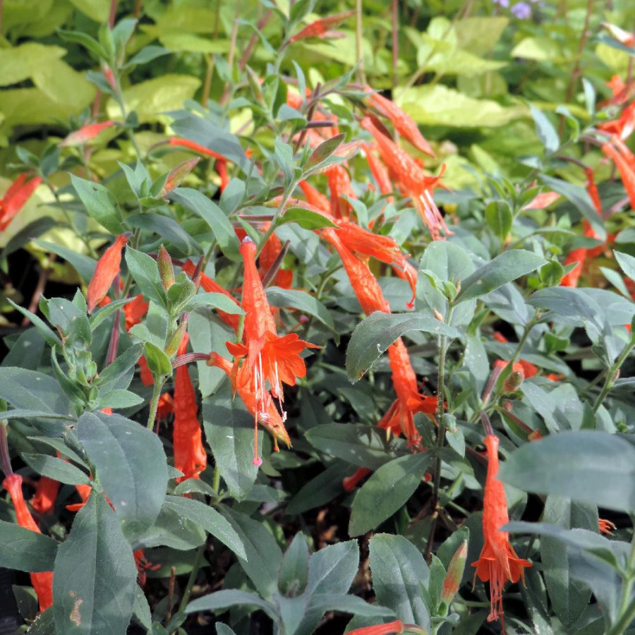 Plantes Vivaces ZAUSCHNERIA californica ssp. latifolia - Fuchsia de Californie en vente - Pépinière Lepage .