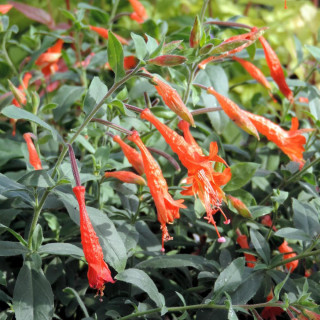 Plantes Vivaces ZAUSCHNERIA californica ssp. latifolia - Fuchsia de Californie en vente - Pépinière Lepage .