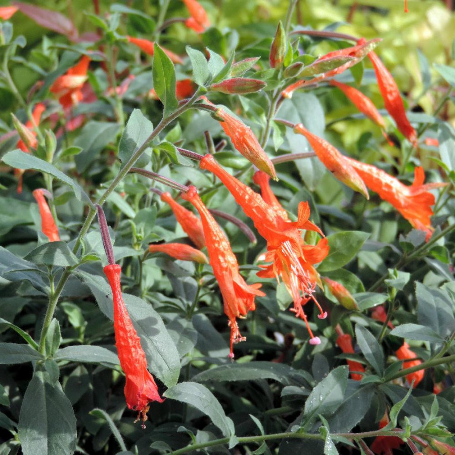 Plantes Vivaces ZAUSCHNERIA californica ssp. latifolia - Fuchsia de Californie en vente - Pépinière Lepage .