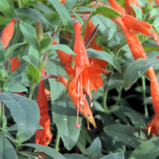 Plantes Vivaces ZAUSCHNERIA californica ssp. latifolia - Fuchsia de Californie en vente - Pépinière Lepage .