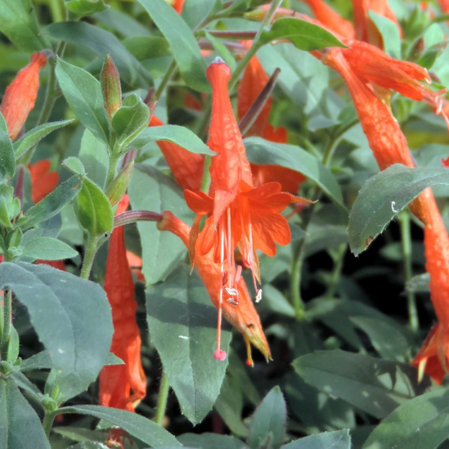 Plantes Vivaces ZAUSCHNERIA californica ssp. latifolia - Fuchsia de Californie en vente - Pépinière Lepage .