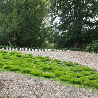 Plantes Vivaces ZOYSIA tenuifolia - Gazon des Mascareignes en vente - Pépinière Lepage .