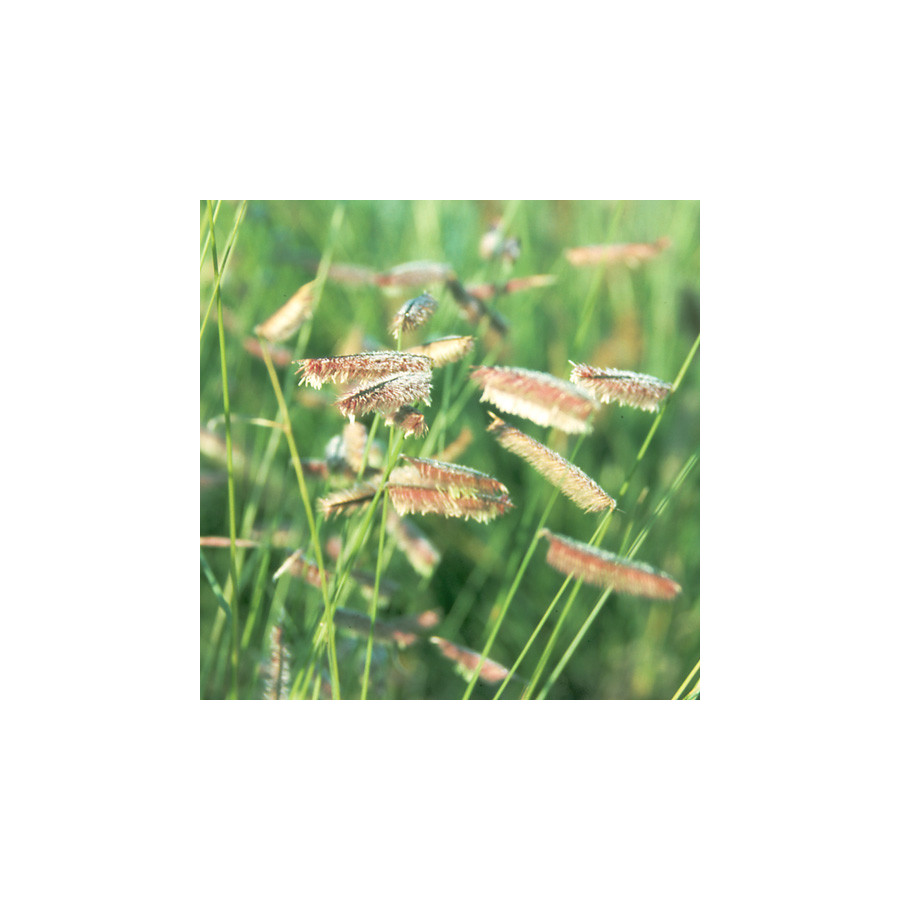 Plantes Vivaces BOUTELOUA gracilis - Boutelou gracieux en vente - Pépinière Lepage .