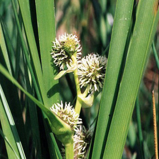 Plantes Vivaces SPARGANIUM erectum (ramosum) - Rubanier en vente - Pépinière Lepage .