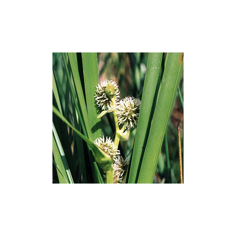 Plantes Vivaces SPARGANIUM erectum (ramosum) - Rubanier en vente - Pépinière Lepage .