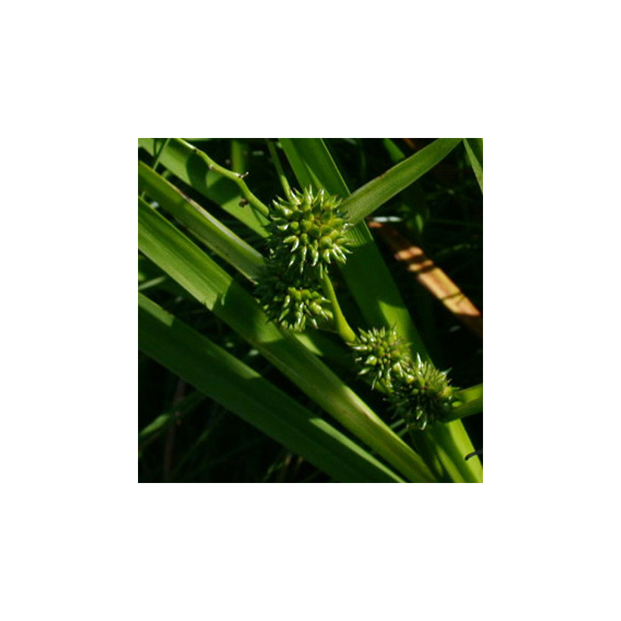 Plantes Vivaces SPARGANIUM erectum (ramosum) - Rubanier en vente - Pépinière Lepage .