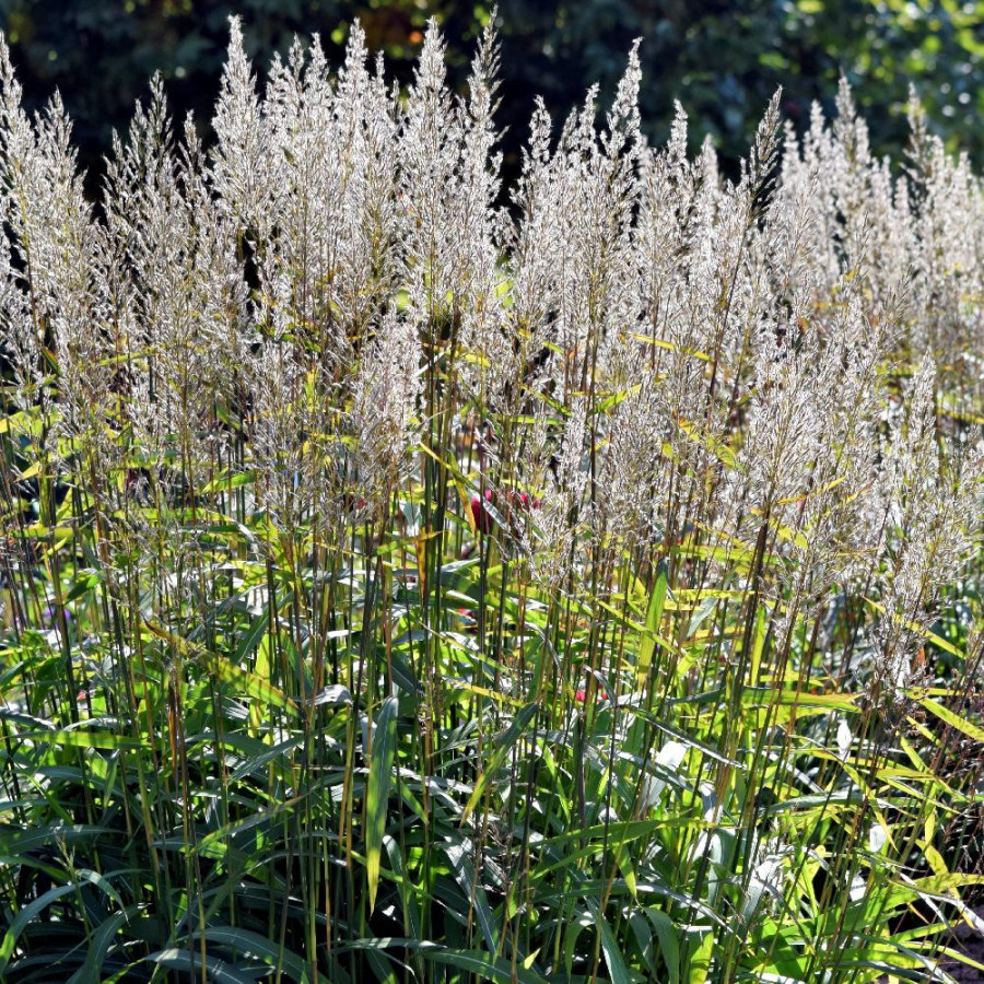 Plantes Vivaces SPODIOPOGON sibiricus en vente - Pépinière Lepage .