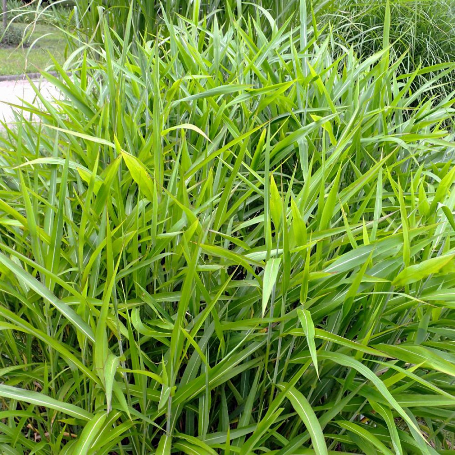 Plantes Vivaces SPODIOPOGON sibiricus en vente - Pépinière Lepage .