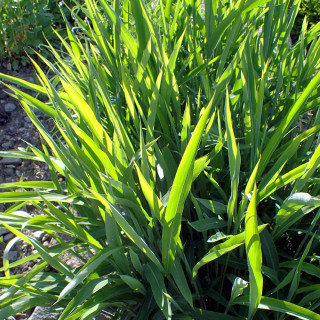 Plantes Vivaces SPODIOPOGON sibiricus en vente - Pépinière Lepage .