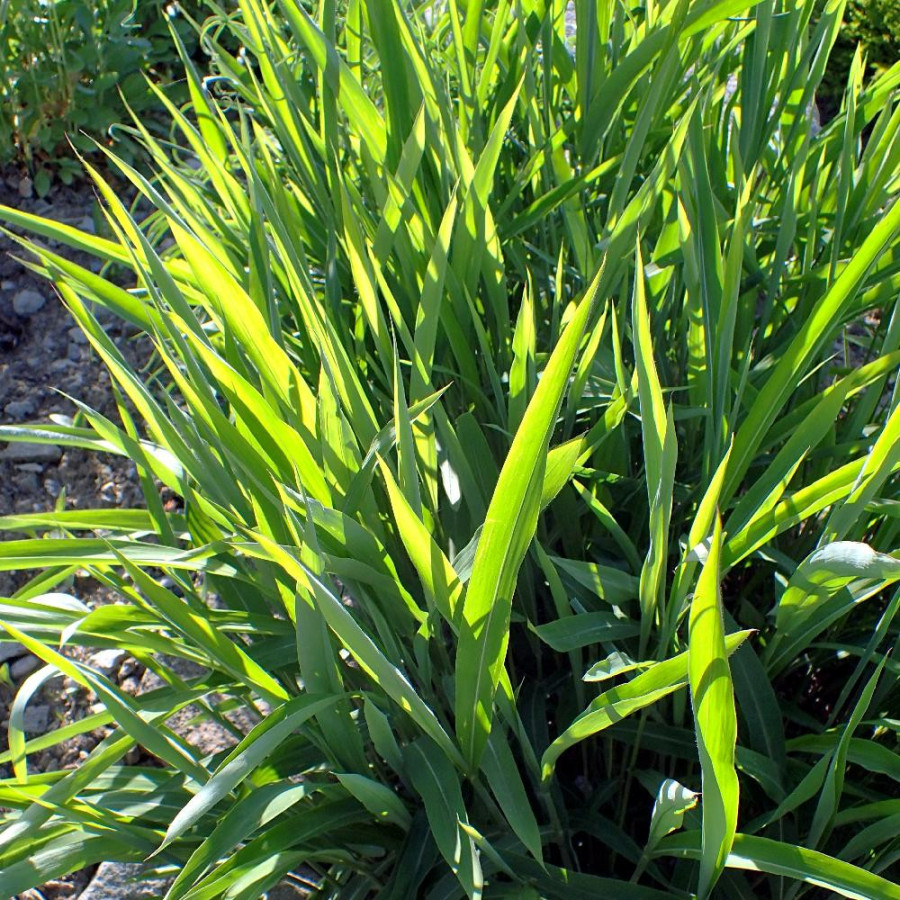 Plantes Vivaces SPODIOPOGON sibiricus en vente - Pépinière Lepage .
