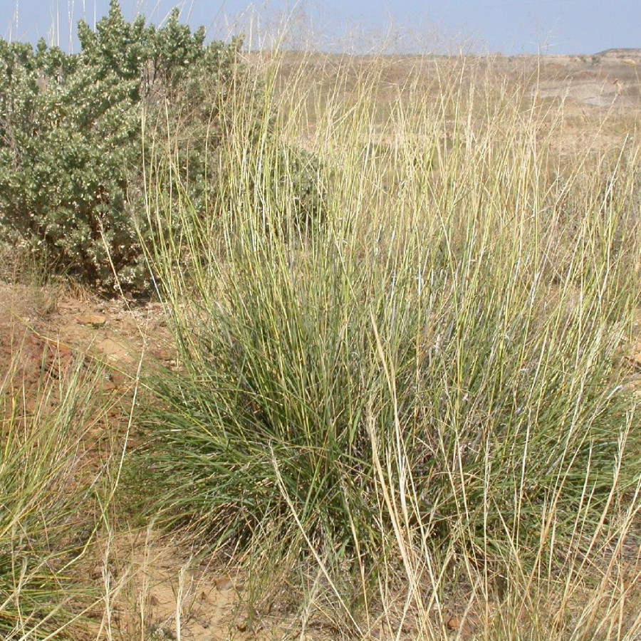 Plantes Vivaces SPOROBOLUS airoides en vente - Pépinière Lepage .
