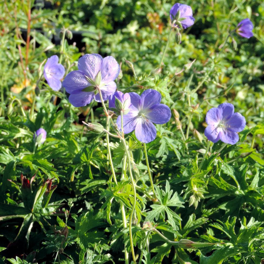 Plantes Vivaces GERANIUM 'Brookside' - Géranium vivace en vente - Bec de Grue en vente - Pépinière Lepage .