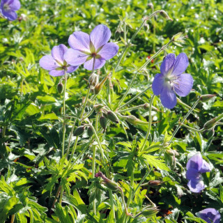 Plantes Vivaces GERANIUM 'Brookside' - Géranium vivace en vente - Bec de Grue en vente - Pépinière Lepage .