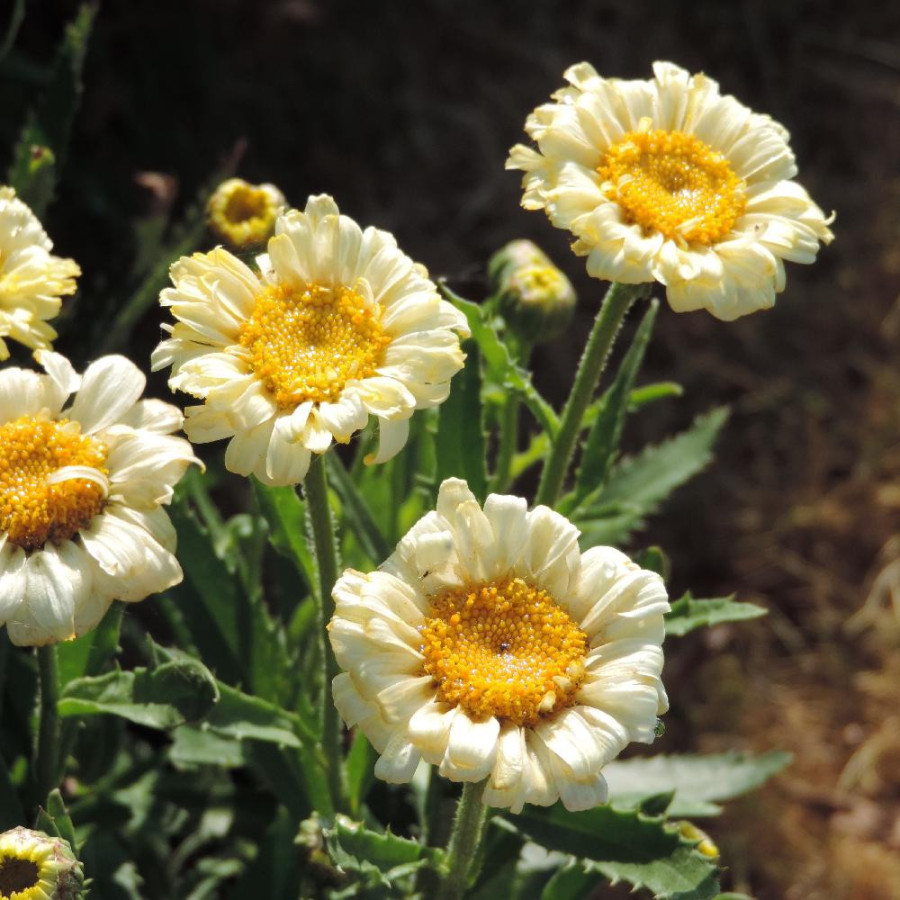 LEUCANTHEMUM 'Real Dream' ®