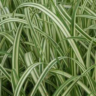Plantes Vivaces MISCANTHUS sinensis var. condensatus 'Cabaret' - Eulalie en vente - Roseau de Chine en vente - Pépinière Lepage 