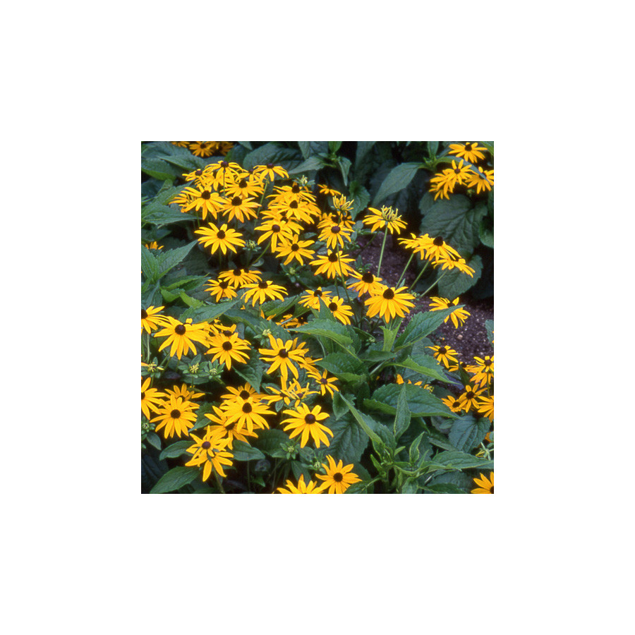 Plantes Vivaces RUDBECKIA fulgida 'Goldsturm' (sullivantii) en vente - Pépinière Lepage .