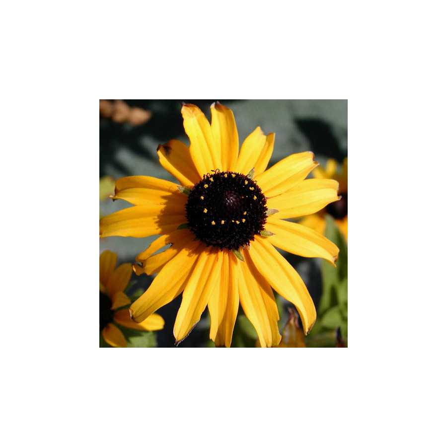 Plantes Vivaces RUDBECKIA fulgida 'Goldsturm' (sullivantii) en vente - Pépinière Lepage .