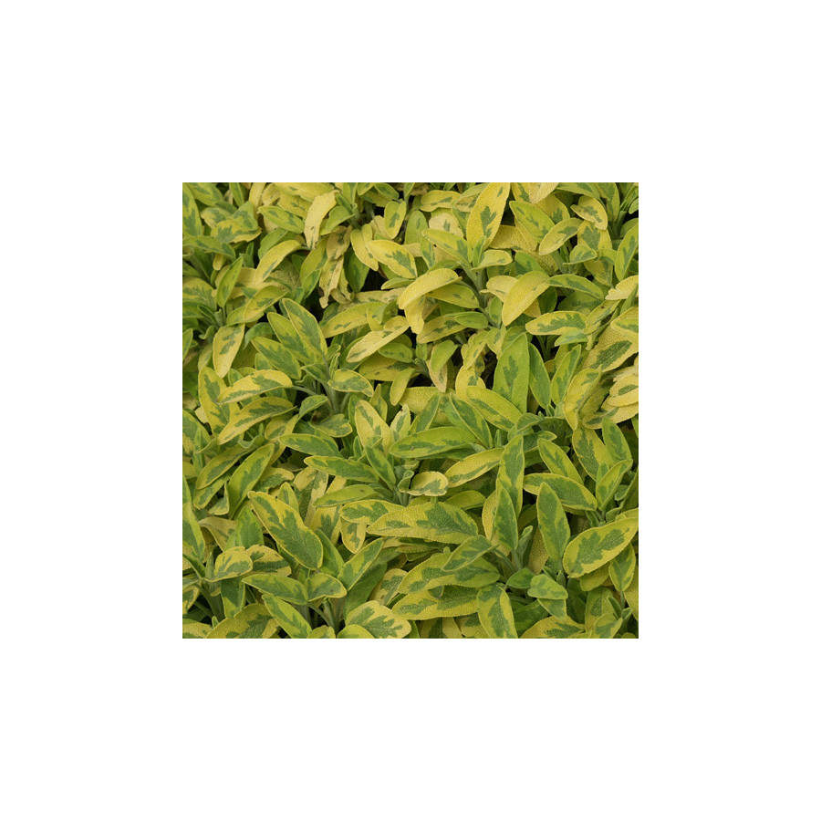 Plantes Vivaces SALVIA officinalis 'Icterina' - Sauge en vente - Pépinière Lepage .