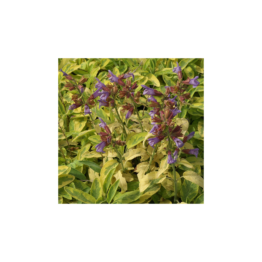 Plantes Vivaces SALVIA officinalis 'Icterina' - Sauge en vente - Pépinière Lepage .