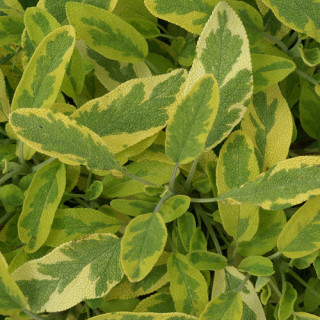 Plantes Vivaces SALVIA officinalis 'Icterina' - Sauge en vente - Pépinière Lepage .