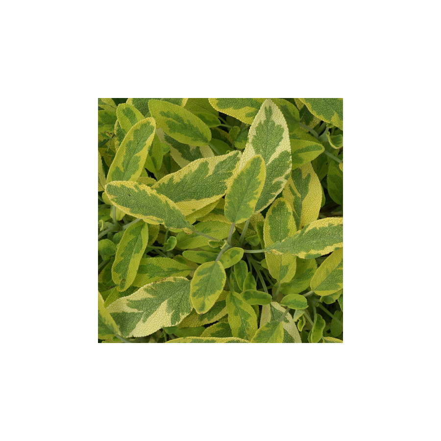 Plantes Vivaces SALVIA officinalis 'Icterina' - Sauge en vente - Pépinière Lepage .