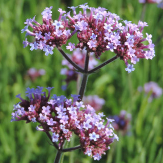 Plantes Vivaces VERBENA bonariensis - Verveine de Buenos Aires en vente - Pépinière Lepage .
