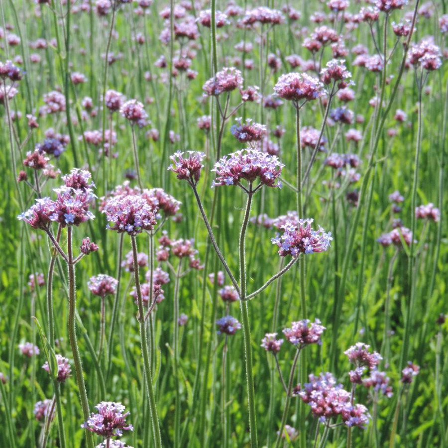 Plantes Vivaces VERBENA bonariensis - Verveine de Buenos Aires en vente - Pépinière Lepage .
