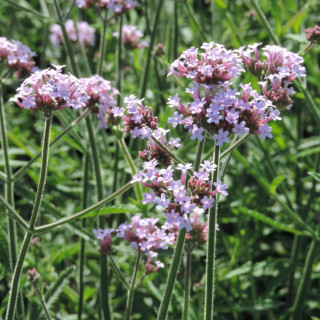 VERBENA bonariensis 'Lollipop'