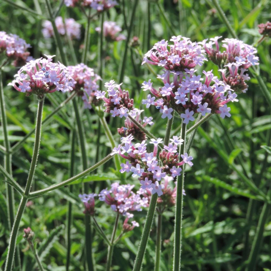 Plantes Vivaces VERBENA bonariensis 'Lollipop' ® - Verveine en vente - Verveine de Buenos Aires en vente - Pépinière Lepage .