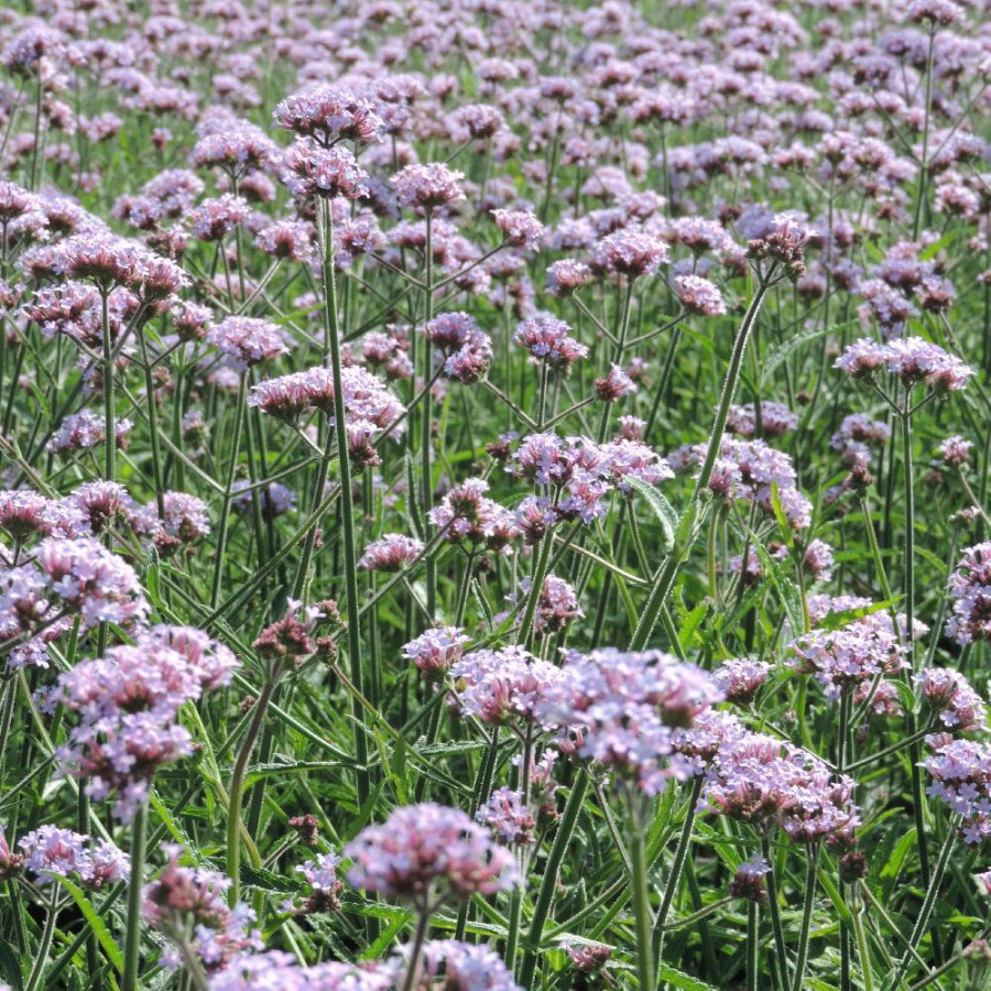 Plantes Vivaces VERBENA bonariensis 'Lollipop' ® - Verveine en vente - Verveine de Buenos Aires en vente - Pépinière Lepage .