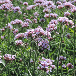 Plantes Vivaces VERBENA bonariensis 'Lollipop' ® - Verveine en vente - Verveine de Buenos Aires en vente - Pépinière Lepage .