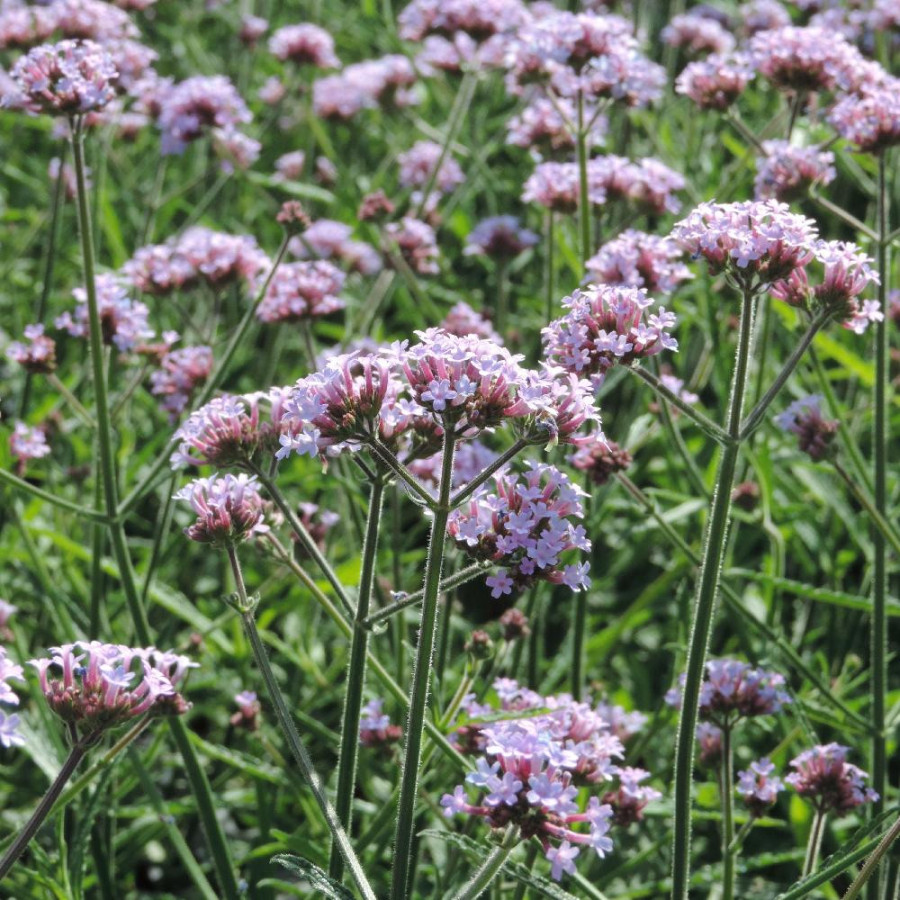 Plantes Vivaces VERBENA bonariensis 'Lollipop' ® - Verveine en vente - Verveine de Buenos Aires en vente - Pépinière Lepage .