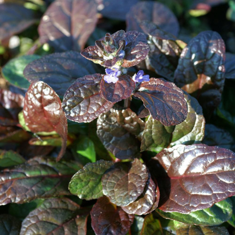 Plantes Vivaces AJUGA reptans 'Elmblüt' - Bugle rampante en vente - Pépinière Lepage .