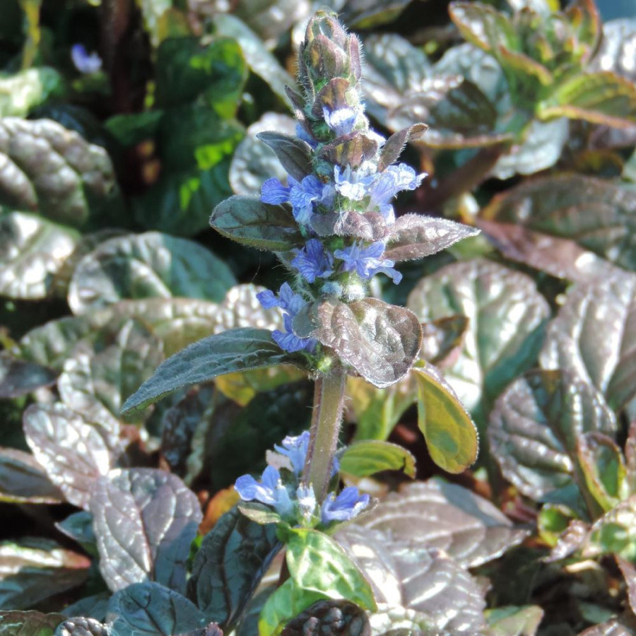 Plantes Vivaces AJUGA reptans 'Elmblüt' - Bugle rampante en vente - Pépinière Lepage .