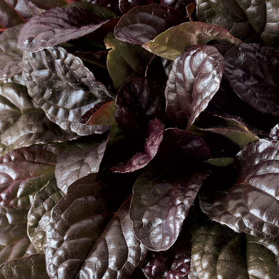 Plantes Vivaces AJUGA reptans 'Elmblüt' - Bugle rampante en vente - Pépinière Lepage .