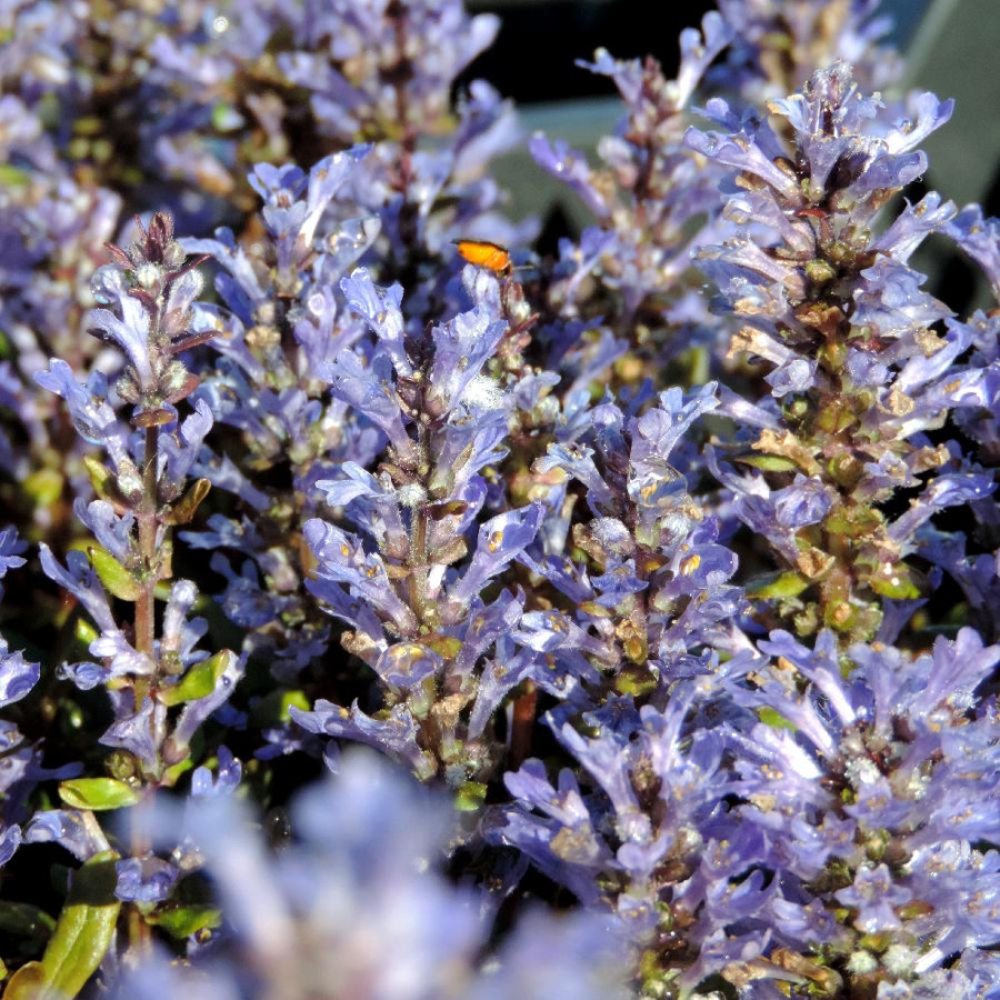 Plantes Vivaces AJUGA tenorii 'Valfredda' - Bugle en vente - Pépinière Lepage .