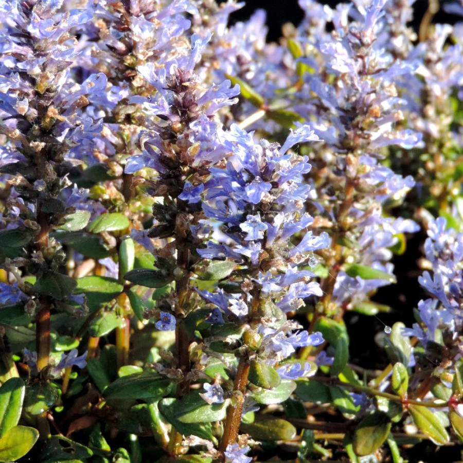 Plantes Vivaces AJUGA tenorii 'Valfredda' - Bugle en vente - Pépinière Lepage .